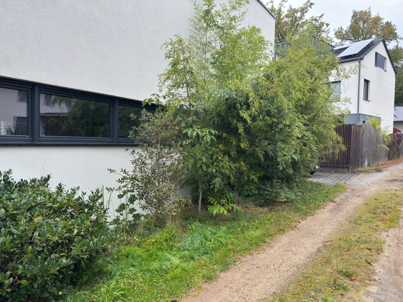 Vorher: Unkontrollierter Gehölzbewuchs entlang der Fassade Vorher: Unkontrollierter Gehölzbewuchs entlang der Fassade