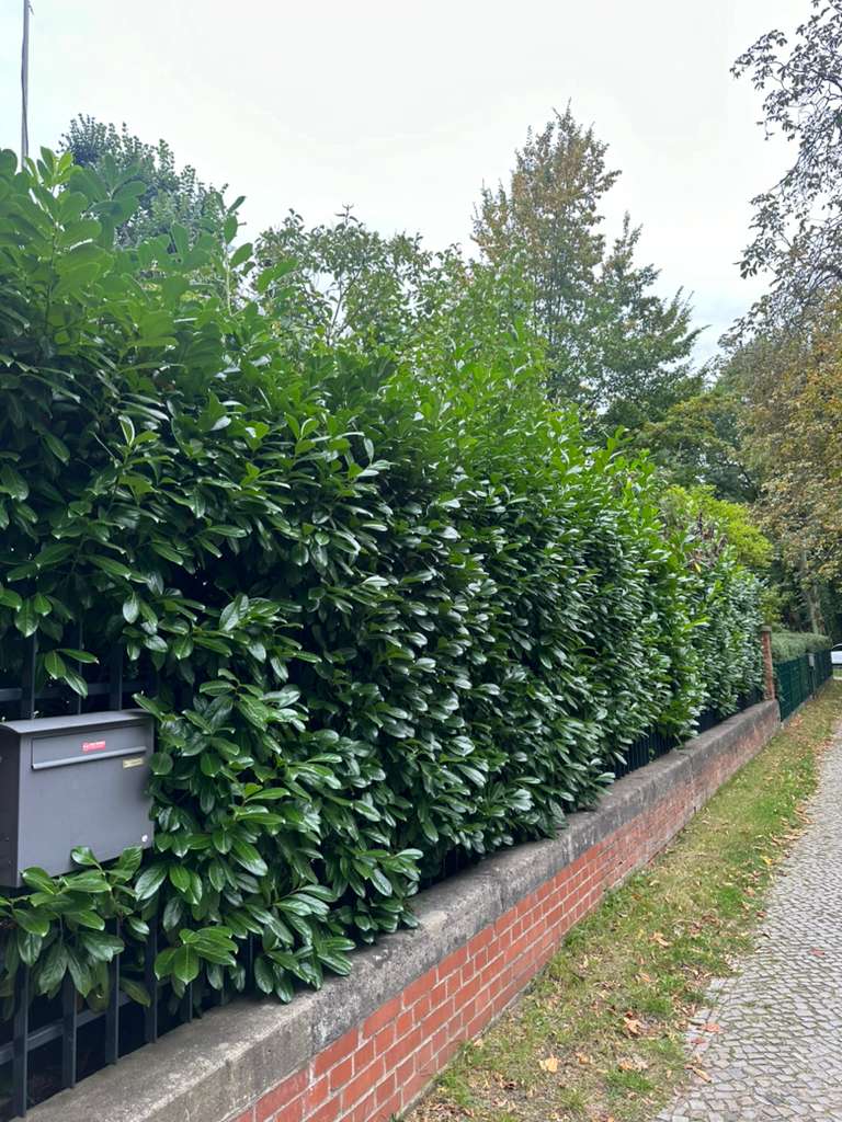 Vorher: Eingewachsener Briefkasten und ungepflegte Hecke Vorher: Eingewachsener Briefkasten und ungepflegte Hecke