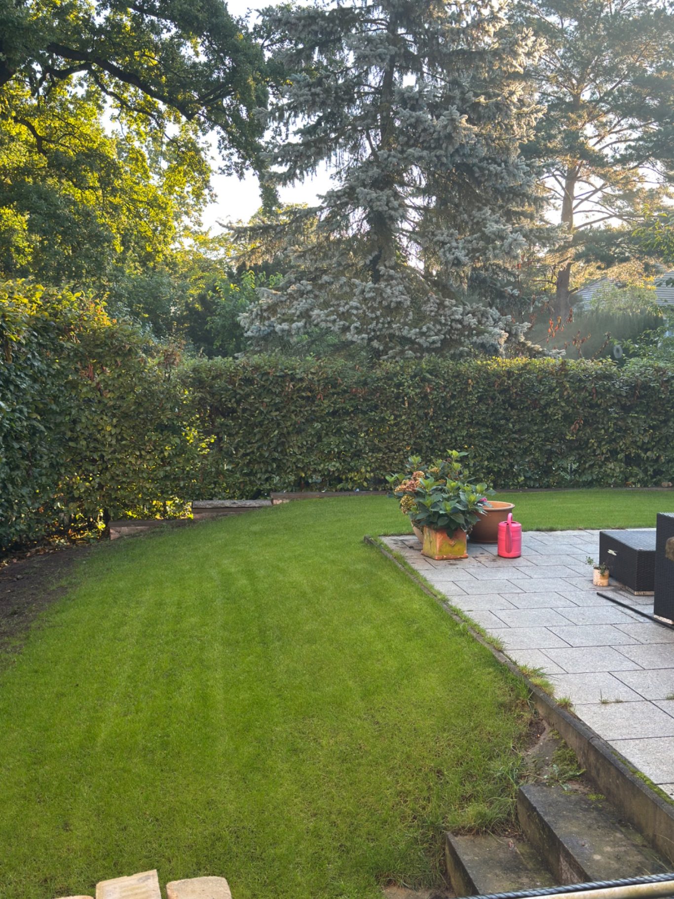 Rasenpflege und Heckenschnitt in gepflegtem Privatgarten in Potsdam Rasenpflege und Heckenschnitt in gepflegtem Privatgarten in Potsdam