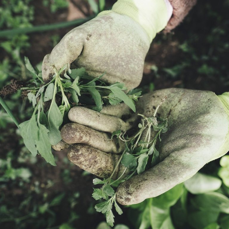 Garten Unkrautentfernung & Beet Pflege Garten Unkrautentfernung & Beet Pflege