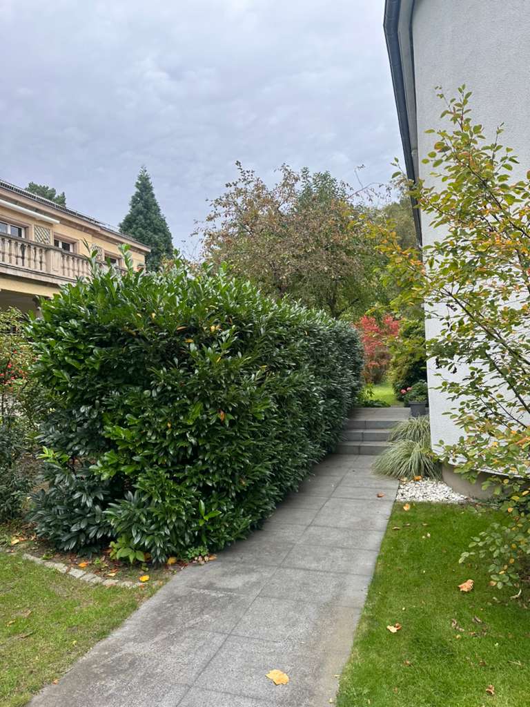 Vorher: Eingewachsener Gehweg durch dichten Heckenbewuchs Vorher: Eingewachsener Gehweg durch dichten Heckenbewuchs