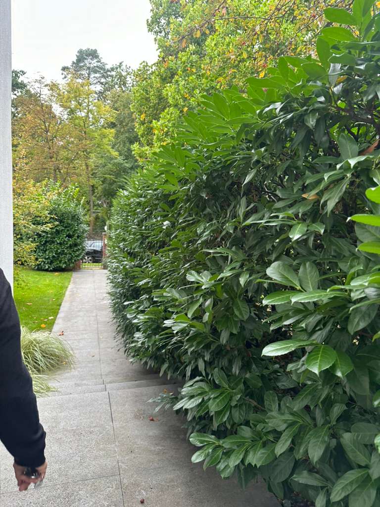 Vorher: Eingewachsener Gehweg durch dichten Heckenbewuchs Vorher: Eingewachsener Gehweg durch dichten Heckenbewuchs